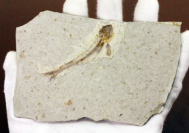 白亜紀の絶滅古代魚、中国産リコプテラ(Lycoptera sp.)の全身化石(その3)