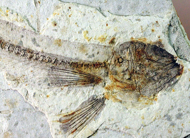 白亜紀の絶滅古代魚、中国産リコプテラ（Lycoptera sp.）の全身化石（その4）