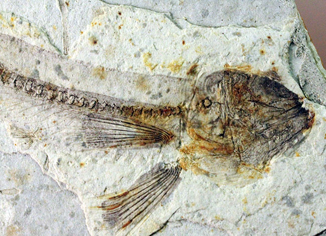 白亜紀の絶滅古代魚、中国産リコプテラ(Lycoptera sp.)の全身化石(その4)