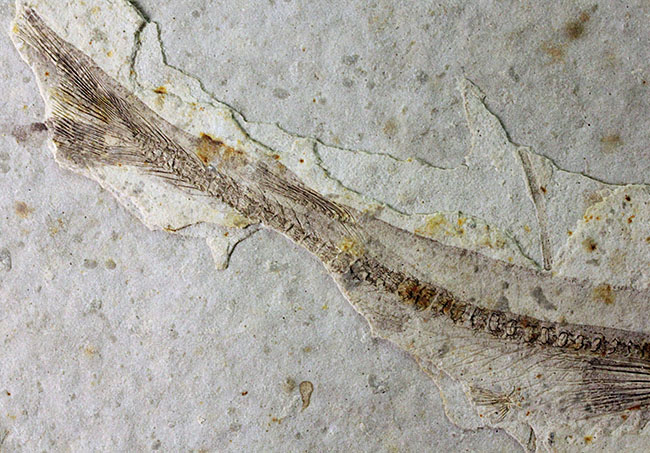 白亜紀の絶滅古代魚、中国産リコプテラ（Lycoptera sp.）の全身化石（その5）