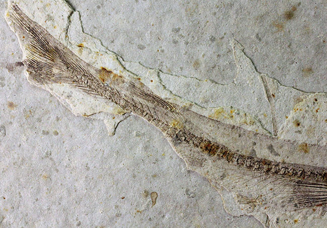 白亜紀の絶滅古代魚、中国産リコプテラ(Lycoptera sp.)の全身化石(その5)