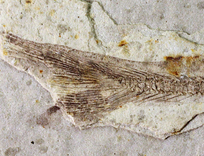 白亜紀の絶滅古代魚、中国産リコプテラ(Lycoptera sp.)の全身化石(その6)