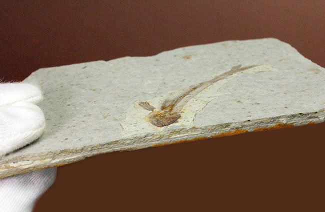 白亜紀の絶滅古代魚、中国産リコプテラ（Lycoptera sp.）の全身化石（その9）