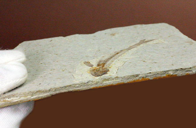 白亜紀の絶滅古代魚、中国産リコプテラ(Lycoptera sp.)の全身化石(その9)