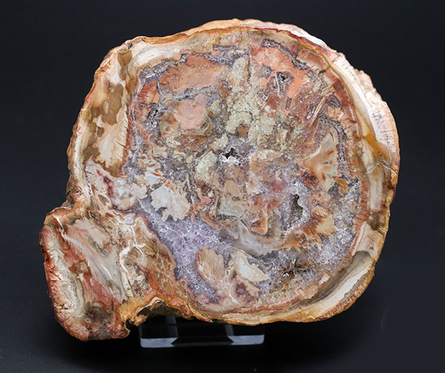 大結晶あり、潜晶質の結晶あり！約2億5千万年前の樹木の幹が宝石化した化石、珪化木（Petrified wood） 化石 販売