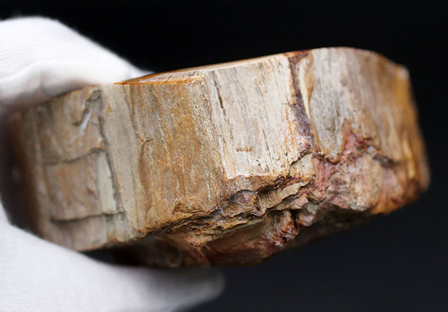 大結晶あり、潜晶質の結晶あり！約２億５千万年前の樹木の幹が宝石化した化石、珪化木（Petrified wood）（その10）