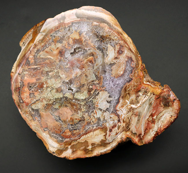 大結晶あり、潜晶質の結晶あり！約２億５千万年前の樹木の幹が宝石化した化石、珪化木（Petrified wood）（その11）