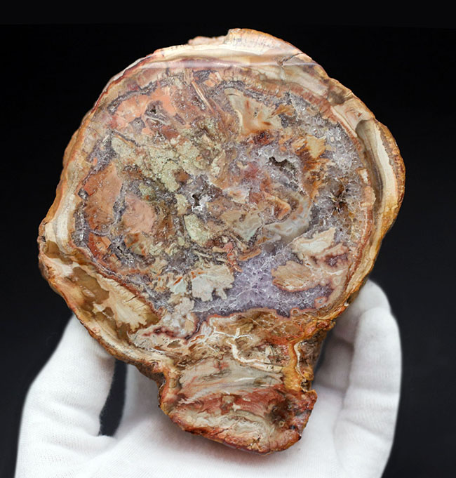 大結晶あり、潜晶質の結晶あり！約２億５千万年前の樹木の幹が宝石化した化石、珪化木（Petrified wood）（その12）