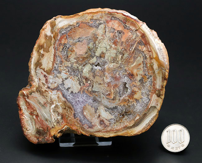大結晶あり、潜晶質の結晶あり！約２億５千万年前の樹木の幹が宝石化した化石、珪化木（Petrified wood）（その14）