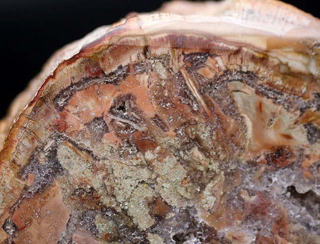 大結晶あり、潜晶質の結晶あり！約２億５千万年前の樹木の幹が宝石化した化石、珪化木（Petrified wood）（その2）