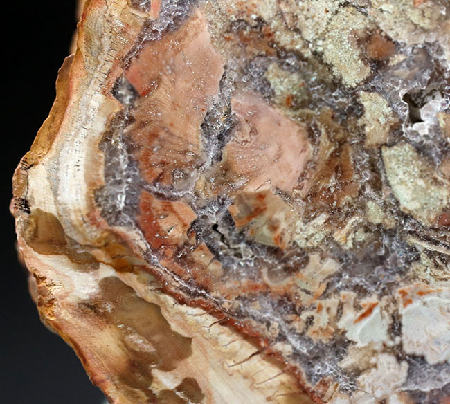 大結晶あり、潜晶質の結晶あり！約２億５千万年前の樹木の幹が宝石化した化石、珪化木（Petrified wood）（その3）