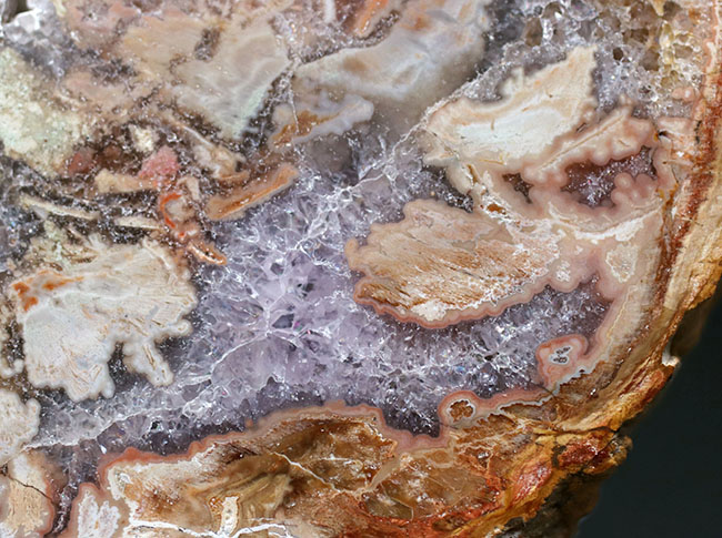 大結晶あり、潜晶質の結晶あり！約２億５千万年前の樹木の幹が宝石化した化石、珪化木（Petrified wood）（その4）
