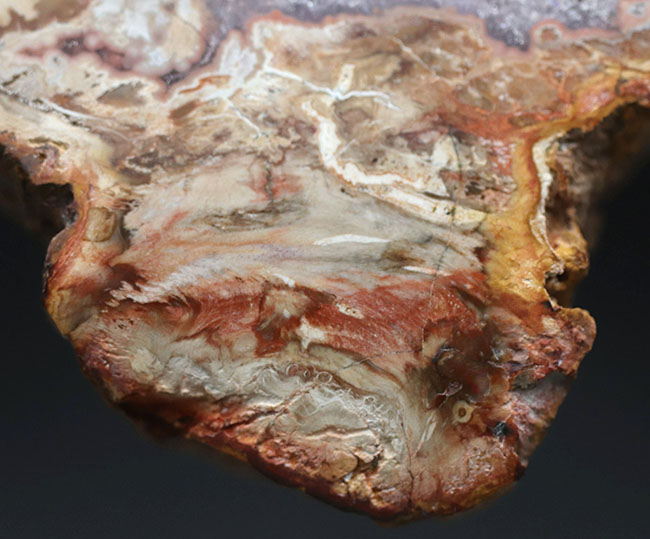 大結晶あり、潜晶質の結晶あり！約２億５千万年前の樹木の幹が宝石化した化石、珪化木（Petrified wood）（その5）