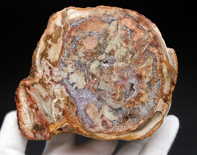 大結晶あり、潜晶質の結晶あり！約２億５千万年前の樹木の幹が宝石化した化石、珪化木（Petrified wood）（その6）