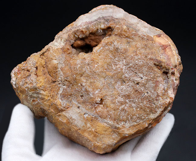 大結晶あり、潜晶質の結晶あり！約２億５千万年前の樹木の幹が宝石化した化石、珪化木（Petrified wood）（その7）