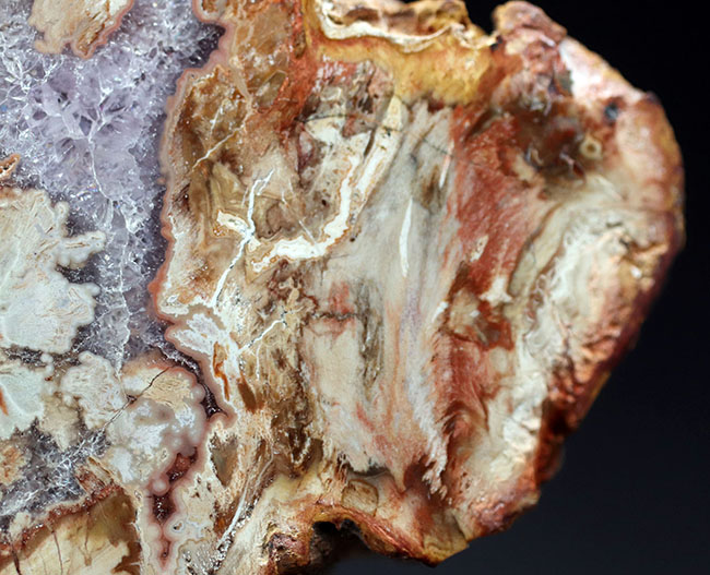 大結晶あり、潜晶質の結晶あり！約２億５千万年前の樹木の幹が宝石化した化石、珪化木（Petrified wood）（その9）