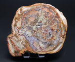 大結晶あり、潜晶質の結晶あり！約２億５千万年前の樹木の幹が宝石化した化石、珪化木（Petrified wood）