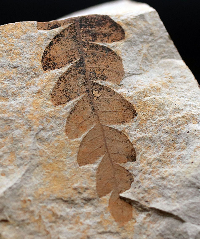 国内産、葉のアウトラインが浮き立った、ナウマンヤマモモ（Comptoniphyllum naumanni）の葉化石（その1）