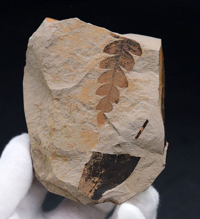 国内産、葉のアウトラインが浮き立った、ナウマンヤマモモ（Comptoniphyllum naumanni）の葉化石（その2）