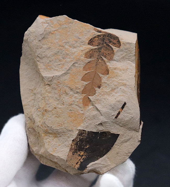 国内産、葉のアウトラインが浮き立った、ナウマンヤマモモ(Comptoniphyllum naumanni)の葉化石(その2)