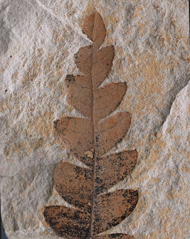 国内産、葉のアウトラインが浮き立った、ナウマンヤマモモ（Comptoniphyllum naumanni）の葉化石（その3）