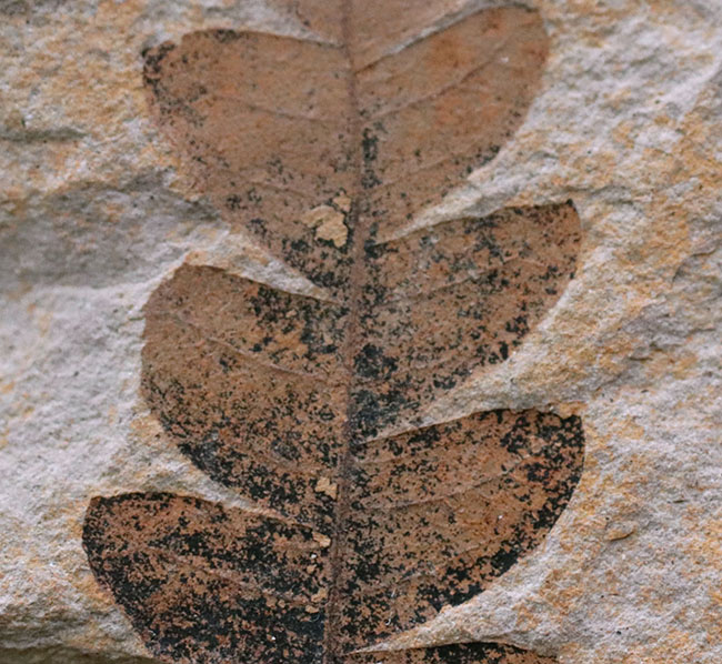 国内産、葉のアウトラインが浮き立った、ナウマンヤマモモ（Comptoniphyllum naumanni）の葉化石（その4）