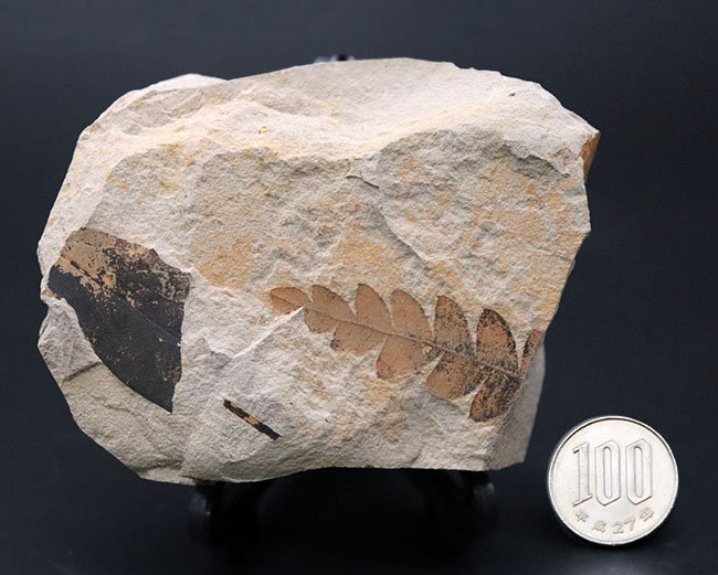 国内産、葉のアウトラインが浮き立った、ナウマンヤマモモ(Comptoniphyllum naumanni)の葉化石(その7)