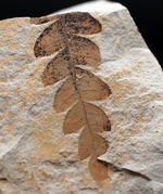 国内産、葉のアウトラインが浮き立った、ナウマンヤマモモ（Comptoniphyllum naumanni）の葉化石