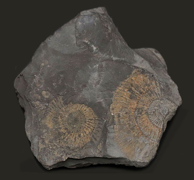 人気！ドイツ・ホルツマーデン産の「黒ジュラ」、ジュラ紀を代表するアンモナイト、ダクチリオセラス（Dactylioceras）の群集化石。（その1）