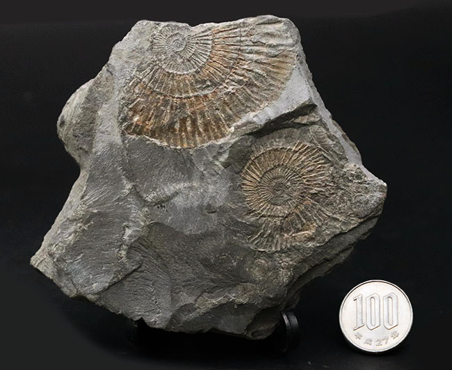 人気！ドイツ・ホルツマーデン産の「黒ジュラ」、ジュラ紀を代表するアンモナイト、ダクチリオセラス（Dactylioceras）の群集化石。（その10）