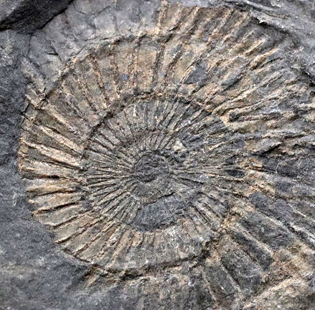 人気！ドイツ・ホルツマーデン産の「黒ジュラ」、ジュラ紀を代表するアンモナイト、ダクチリオセラス（Dactylioceras）の群集化石。（その2）