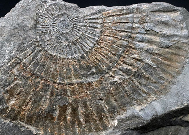 人気！ドイツ・ホルツマーデン産の「黒ジュラ」、ジュラ紀を代表するアンモナイト、ダクチリオセラス（Dactylioceras）の群集化石。（その3）