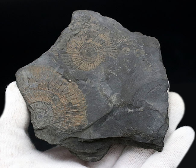 人気！ドイツ・ホルツマーデン産の「黒ジュラ」、ジュラ紀を代表するアンモナイト、ダクチリオセラス（Dactylioceras）の群集化石。（その4）