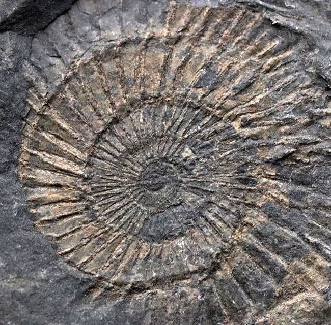 人気！ドイツ・ホルツマーデン産の「黒ジュラ」、ジュラ紀を代表するアンモナイト、ダクチリオセラス（Dactylioceras）の群集化石。（その6）