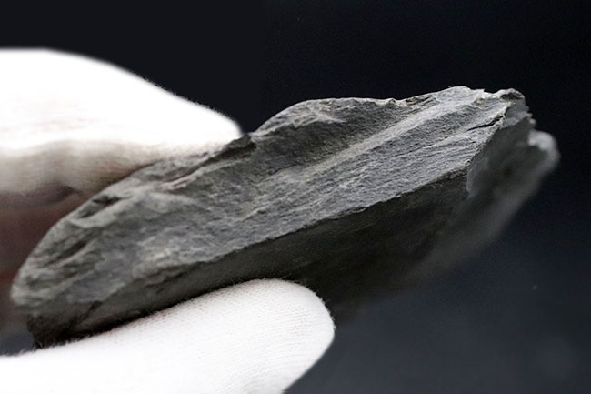 人気！ドイツ・ホルツマーデン産の「黒ジュラ」、ジュラ紀を代表する