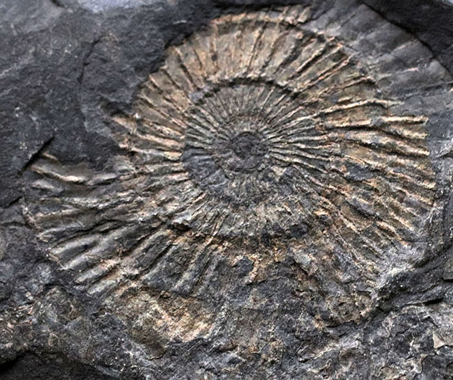 人気！ドイツ・ホルツマーデン産の「黒ジュラ」、ジュラ紀を代表するアンモナイト、ダクチリオセラス（Dactylioceras）の群集化石。（その8）