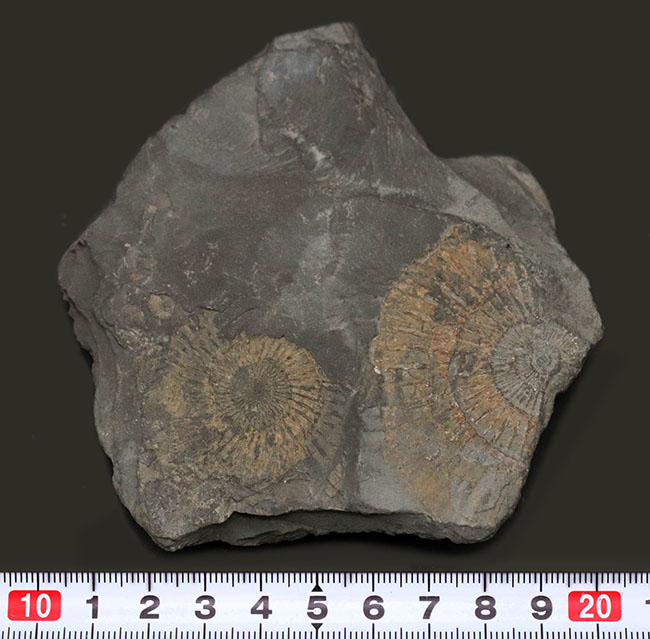 アンモナイト　ダクチリオセラス　化石　ドイツ　ホルツマーデン 産 人気！ドイツ・ホルツマーデン産の「黒ジュラ」、ジュラ紀を代表する