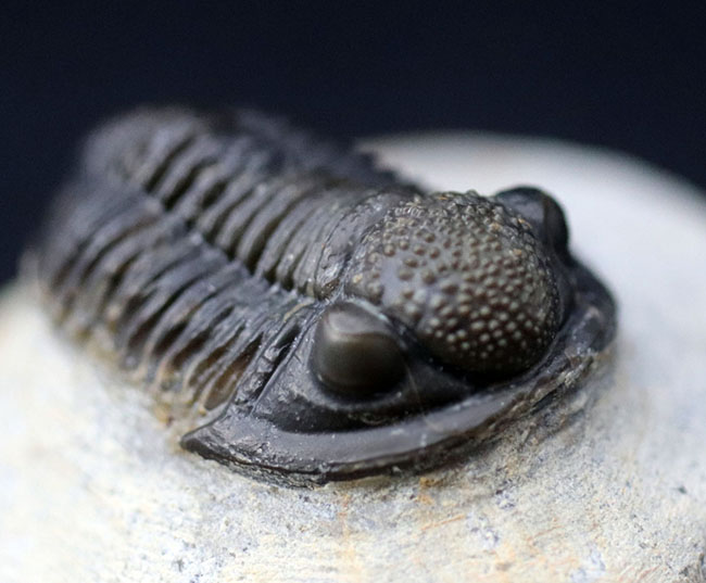 てんとう虫のような可愛らしいフォルムが人気の三葉虫、モロッコ産のゲラストス(Gerastos granulosus)(その1)