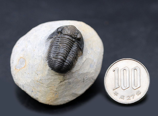 てんとう虫のような可愛らしいフォルムが人気の三葉虫、モロッコ産のゲラストス(Gerastos granulosus)(その10)