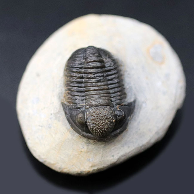 てんとう虫のような可愛らしいフォルムが人気の三葉虫、モロッコ産のゲラストス(Gerastos granulosus)(その2)