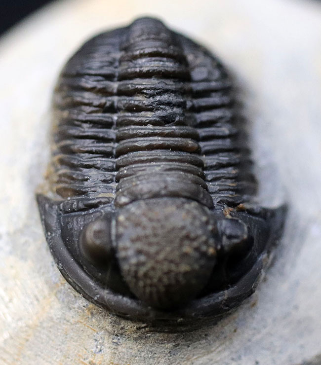 てんとう虫のような可愛らしいフォルムが人気の三葉虫、モロッコ産のゲラストス(Gerastos granulosus)(その3)