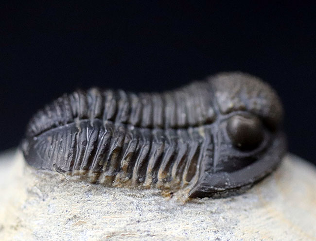 てんとう虫のような可愛らしいフォルムが人気の三葉虫、モロッコ産のゲラストス(Gerastos granulosus)(その4)