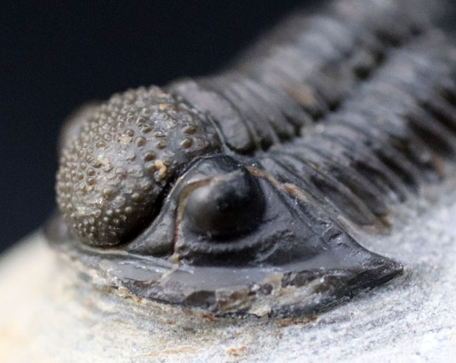 三葉虫の化石 美麗 ゲラストス jorf産 本物保証 三葉虫の化石 美麗 ゲラストス jorf産 本物保証 - メルカリ