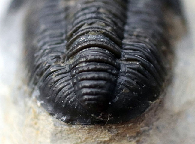 てんとう虫のような可愛らしいフォルムが人気の三葉虫、モロッコ産の