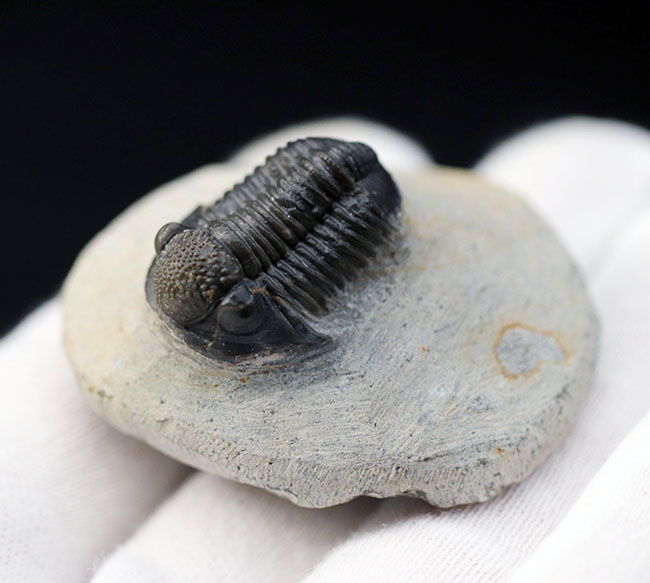 てんとう虫のような可愛らしいフォルムが人気の三葉虫、モロッコ産のゲラストス(Gerastos granulosus)(その7)
