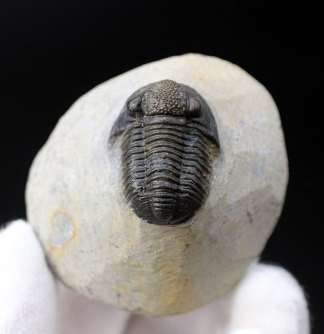 てんとう虫のような可愛らしいフォルムが人気の三葉虫、モロッコ産のゲラストス(Gerastos granulosus)(その8)