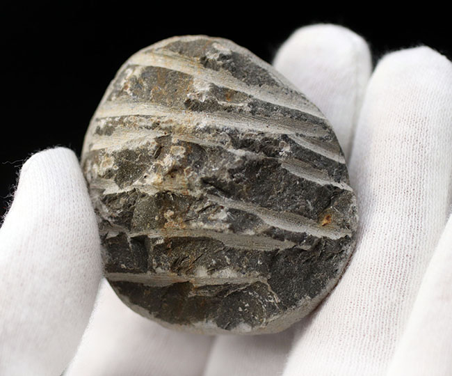 てんとう虫のような可愛らしいフォルムが人気の三葉虫、モロッコ産のゲラストス(Gerastos granulosus)(その9)