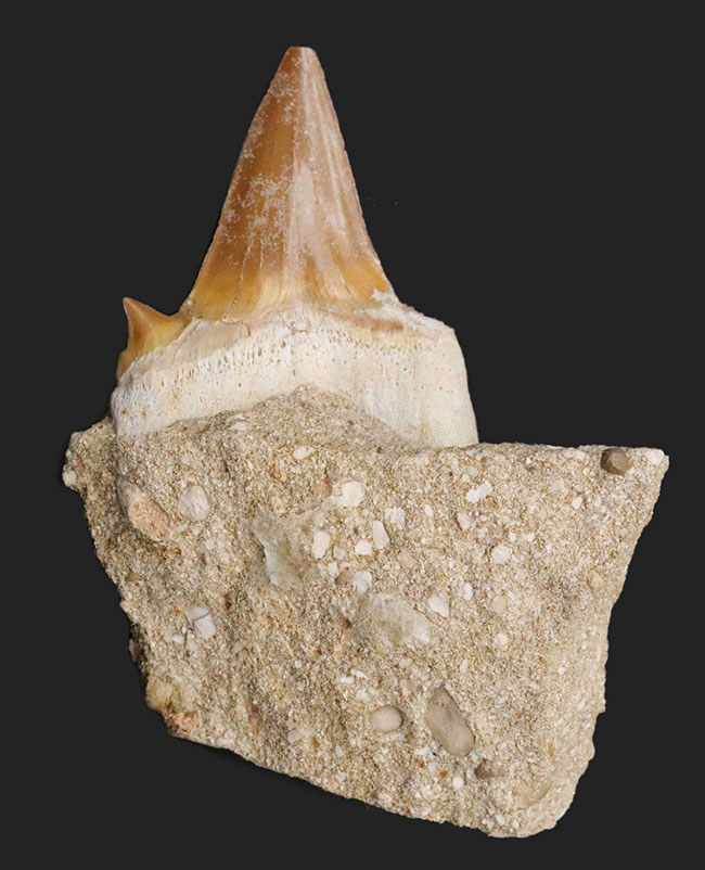 あのメガロドンの始祖！当時の食物連鎖の頂点に君臨していた巨大古代鮫、オトドゥス・オブリークス（Otodus obliquus）母岩付き標本（その1）