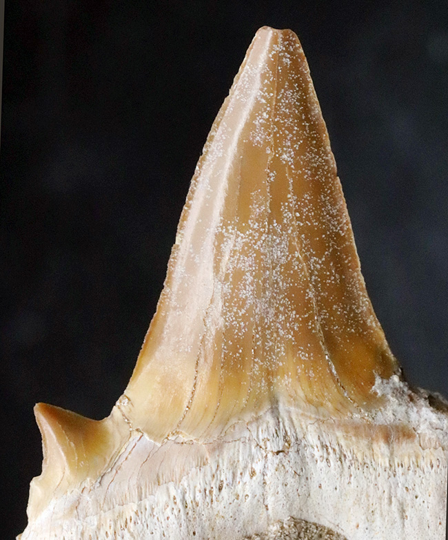 あのメガロドンの始祖！当時の食物連鎖の頂点に君臨していた巨大古代鮫、オトドゥス・オブリークス（Otodus obliquus）母岩付き標本（その3）