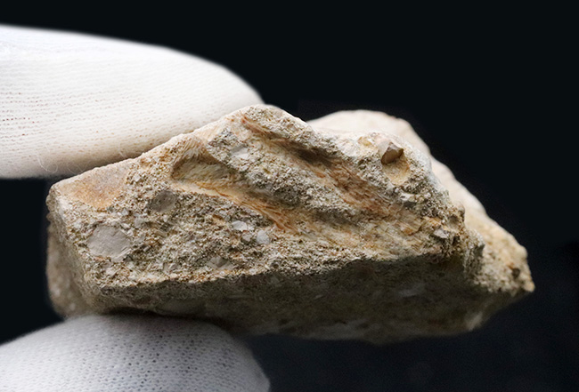 あのメガロドンの始祖！当時の食物連鎖の頂点に君臨していた巨大古代鮫、オトドゥス・オブリークス（Otodus obliquus）母岩付き標本（その6）